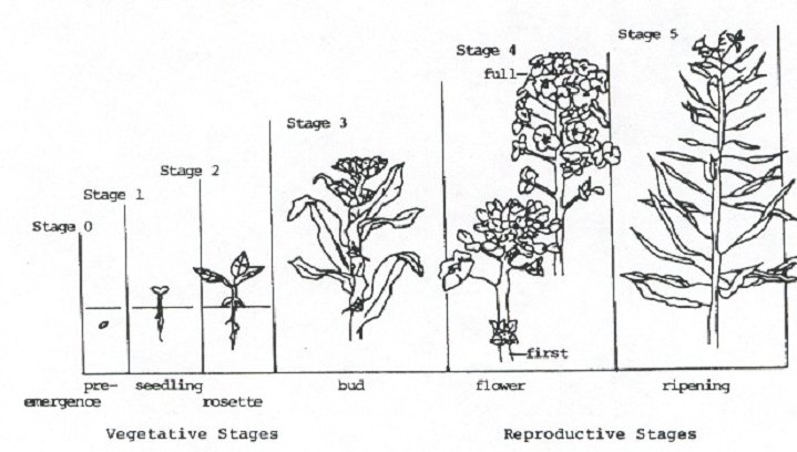 Canola Growth Stages