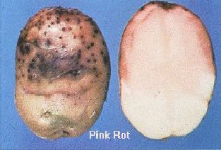 Potato Rot Nematode