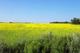 A Field of Canola